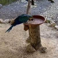 Perroquet au Sikypark