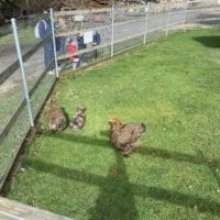 Poules de la ferme de la fondation CSC St-Barthélémy