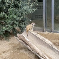 Suricate du zoo knie