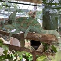 Caméléon du Tropiquarium de Servion