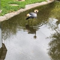 Grue du Tropiquarium de Servion