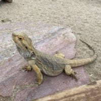 Agame barbu du Tropiquarium de Servion