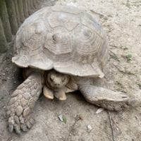 Tortue du Tropiquarium de Servion