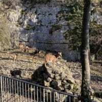 Bouquetin au zoo de Bienne