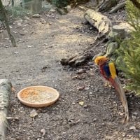 Faisan au zoo de Bienne