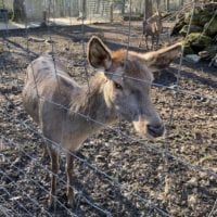 Jeune cerf au zoo de Bienne