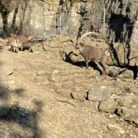 Bouquetin au zoo de Bienne