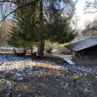 Biches au zoo du bois du petit chĂąteau