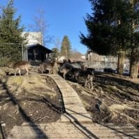 Daims au zoo du bois du petit chĂąteau