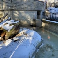 Les loutres au zoo du bois du petit chĂąteau