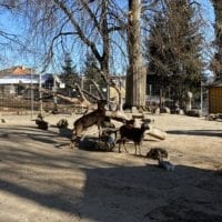 Les moufflons au zoo du bois du petit chĂąteau