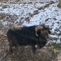 Mouton d'Ouessant au zoo du bois du petit chĂąteau