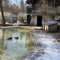 Poules et canards au zoo du bois du petit chĂąteau