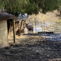 Cerf au zoo du bois du petit chĂąteau