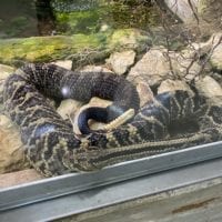 Serpent au zoo du bois du petit chĂąteau