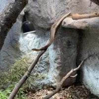 Serpent au zoo du bois du petit chĂąteau