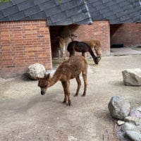 Alpagas du zoo knie
