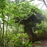 la foret amazonienne