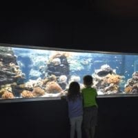 aquarium de la grande barriĂšre de corail