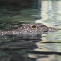 un crocodile