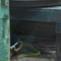 le tapina du désert
