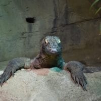le varan de komodo