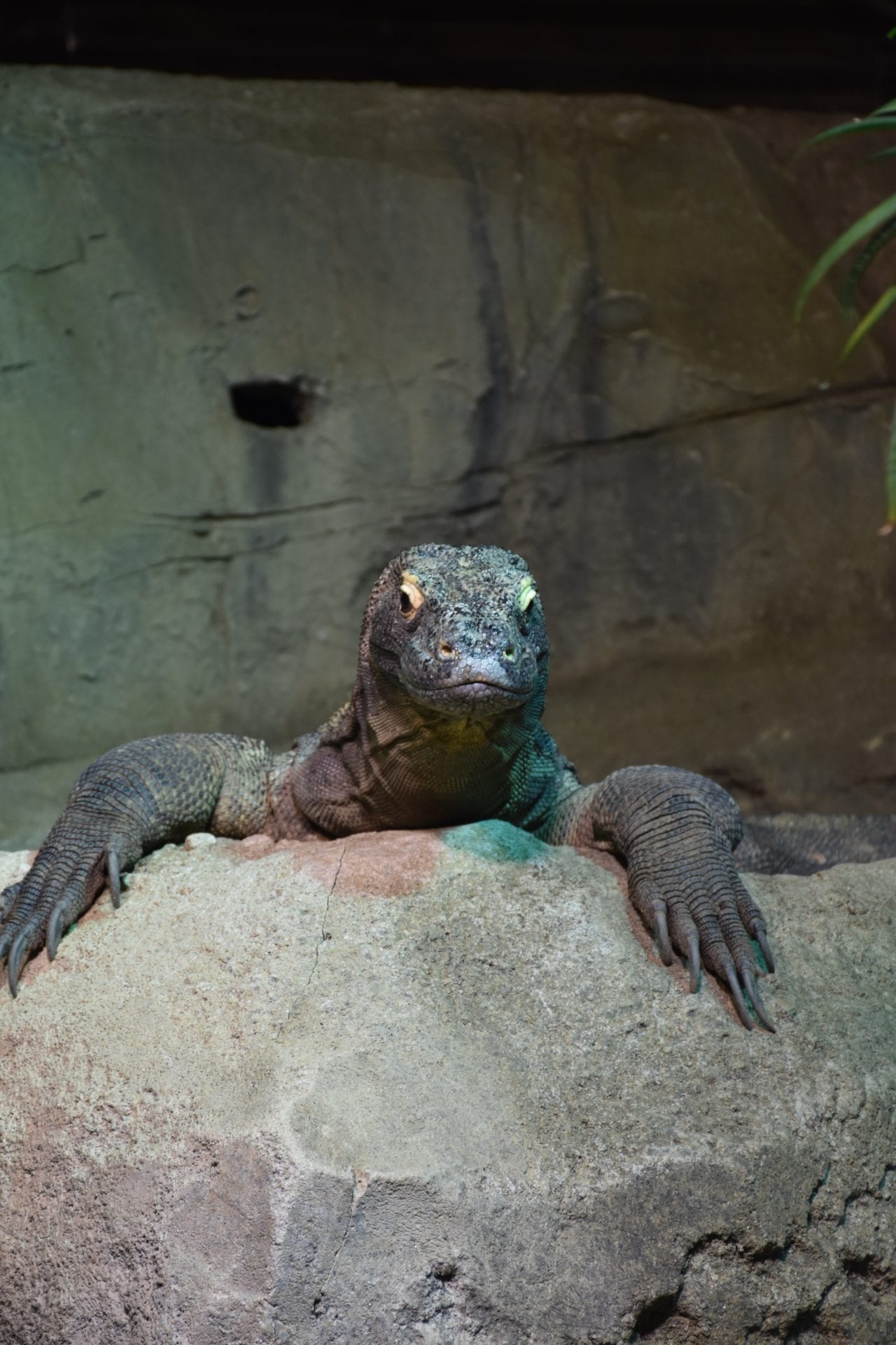 🆕 AQUATIS: l'aquarium-vivarium vu par les enfants