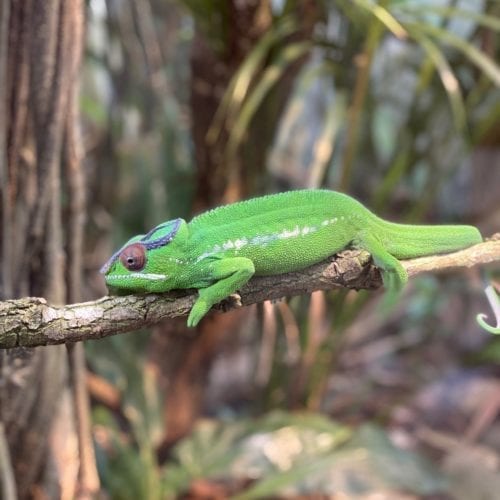 Caméléon du vivarium du Tierpark