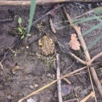 une grenouille