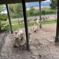 Chameaux au zoo knie
