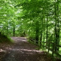 chateau_illens_sentier_forestier