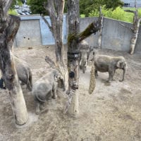 Eléphants du zoo knie