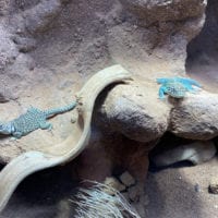 Geckos au terrarium du zoo knie