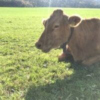 Une vache
