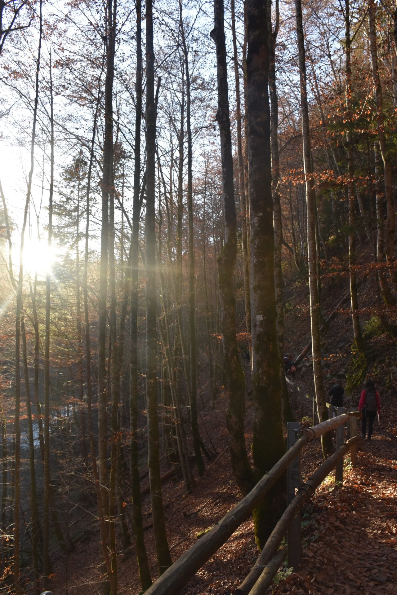 Les gorges de La Jogne, Dans les Gorges de la Jogne, en Gru…