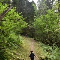 sentier forestier