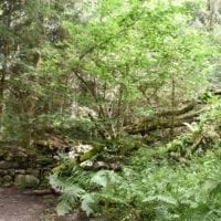 des runines en chemin