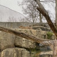 Léopard couché au haut d'un rocher