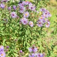 de jolies fleurs au jardin allpin