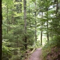 un sentier forestier rive gauche