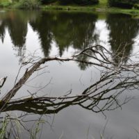 lac_des_joncs_arbre