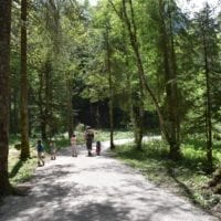 dans la foret