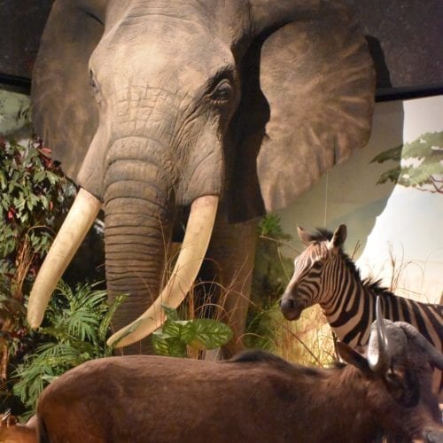 diorama de l'Afrique