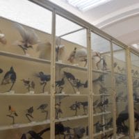 musée de zoologie les oiseaux
