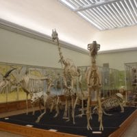 musée de zoologie salle anatomie