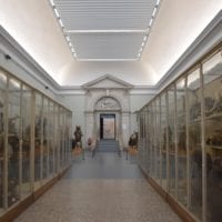 musée zoologie vitrine