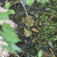 deux jolies grenouilles