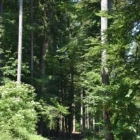 au coeur de la foret