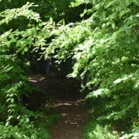 au coeur de la foret
