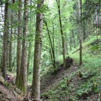 chemin forestier